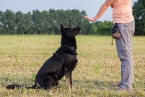 addestramento cani torino