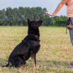 addestramento cani