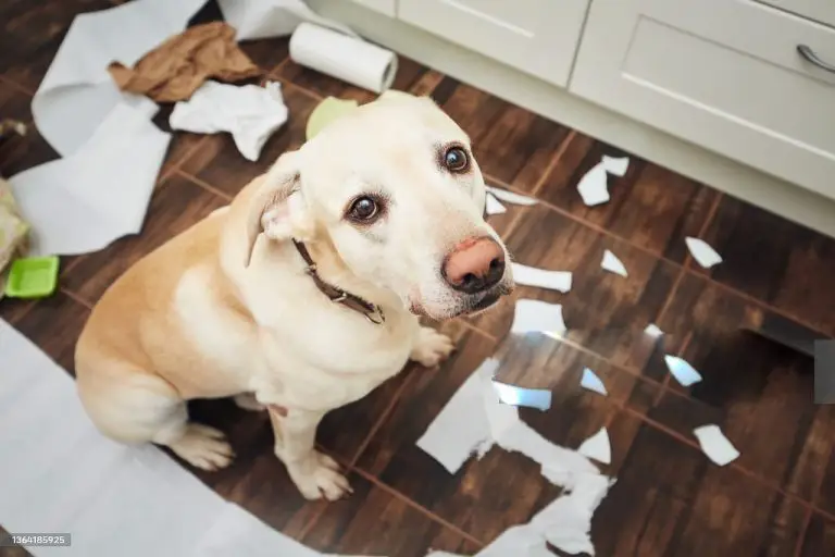 ansia da separazione nel cane